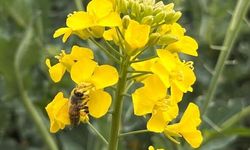 Arıların korunması için kanola ilaçlamasında dikkat çağrısı