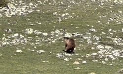 Arka ayağı kırık bozayı ormana ulaşmak için böyle mücadele etti