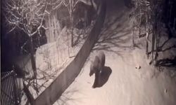 Artvin'de aç kalan ayılar köylere inmeye devam ediyor