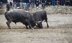 Artvin'de boğa güreşleri sezonu Sarıgöl'de başladı