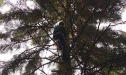Artvin'de dronun göknar ağacına takılması sonrası kurtarma operasyonu