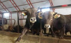 Artvin'de kurbanlık hayvanlar pazara hazırlanıyor