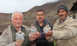 Atalarımızın mirası: 'Baskın keklik' tekniği ile geniş envanter çalışması