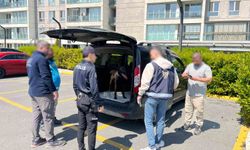 Avcılar'da köpeğe kötü muamele eden kişi tutuklandı