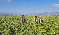 Ayçiçeği tohum desteği 2026 için başladı