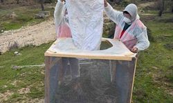 Aydın Ormanlarında Çam Kese Böceği ile Mücadele Çalışmaları Devam Ediyor