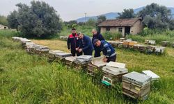 Aydın'da ana arı üretim tesisleri denetlendi