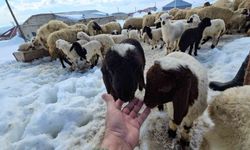 Aydınlar beldesinde mevsimler iç içe geçiyor