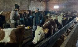 Aydıntepe'de 23 Köy ve 4 Mahallede Şap Aşılaması Tamamlandı