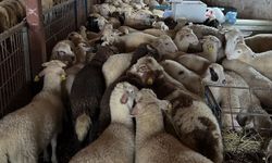 Aydıntepe'de şap hastalığı için NSP ve bağışıklık çalışmaları başladı