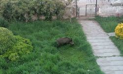 Ayvalık'ta Yaban Domuzları Sefa-Çamlık Mahallesi'ni Sardı