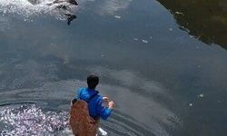 Bafra'da sulama kanalına düşen karaca kurtarıldı