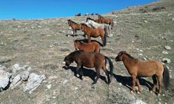 Bahar ile yılkı atları köylere indi