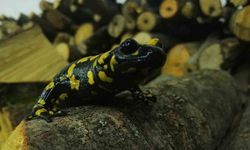 Baharın gelişiyle birlikte Benekli Semenderler görüldü; Cezası 557.212 TL