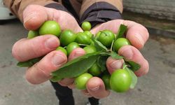 Balıkesir'de ilk erik hasadı yapıldı