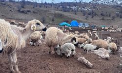 Bayburt'ta Küçükbaş Hayvancılığa Destek Başvuruları Devam Ediyor