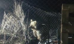 Bayburt'ta şantiye alanına inen ayı, vatandaşın seslenmesiyle kaçtı