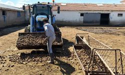 Besiciler, Yem Maliyetlerini Düşürmek İçin Patates Kullanıyor