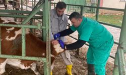 Beyşehir'de hayvan sağlığını koruma faaliyetleri