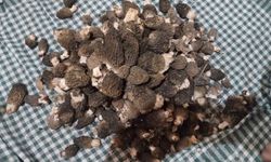 Beyşehir'de kuzugöbeği hasat zamanı