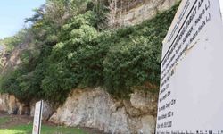 Bığbığ sarmaşığında bahar coşkusu