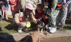 Bilecik Belediyesi Sokak Hayvanları Bakım ve Rehabilitasyon Merkezi'nde keyifli yaşam