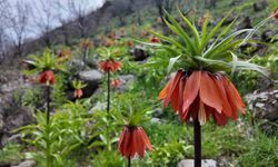 Bingöl'de ters lalelerin muhteşem görüntüsü: Koparmanın cezası 700 bin TL