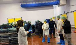 Bingöl'deki balık işleme tesislerine denetim yapıldı