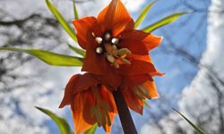 Bitlis'te açan ters laleler, doğanın renk cümbüşünü sergiliyor