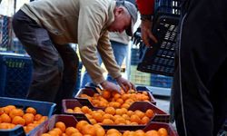 Bodrum Mandalini üreticisinden 5 milyon kazanç