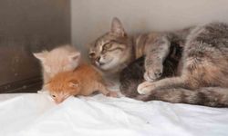 Boğulma tehlikesi atlatan yavru kedilere süt anne sahip çıktı