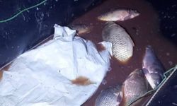 Bolu'da 91 sazan gölete geri salındı