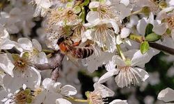 Bolu'da bahar ile arılar yeniden faaliyete geçti