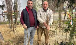 Buldan topraklarında fidan hareketliliği artıyor