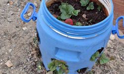 Buldanlı çiftçiler atıkları tarımda kullanıyor