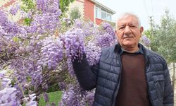 Burhaniye'de mor salkım sezonu açıldı