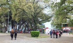 Burhaniye'nin Tarihi Meşeleri, Ören'e Güzellik ve Canlılık Katıyor