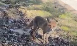Bursa'da dikkat çeken tilki görüntüleri