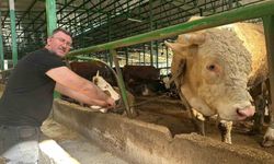 Bursa'da kurbanlık boğa satışı: 400 bin liraya alıcı buldu