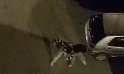 Bursa'da sokakta boks maçını aratmayan kavga görüntülendi