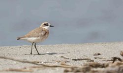 Çanakkale'de tespit edilen yeni kuş türü: Büyük Cılıbıt