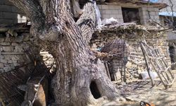 Çatak'ta Ceviz Ağacı Ahırın Üzerine Düştü