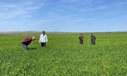 Cizre'de 'süne' zararlısına karşı önlem alınıyor