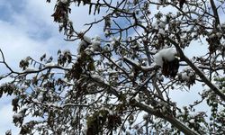 Çorum'da don riski uyarısı