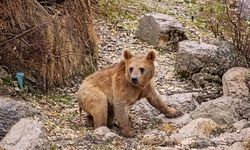 Çukurca'da yiyecek arayan ayılar mahalleye girdi