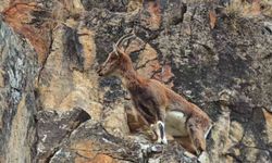 Dağ Keçileri Otoyol Kenarına Akın Etti