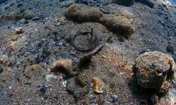 Deniz Dibi Temizliği için İşbirliği