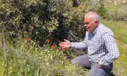 Denizli'de anemon lalesi keşfedildi