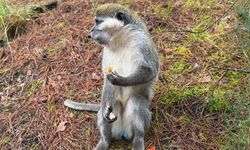 Denizli'deki Kaçan Maymunların Gizemi Çözüldü