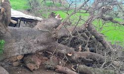 Derecik'te fırtına sonrası ağacın devrilmesi 4 keçiyi kaybettirdi